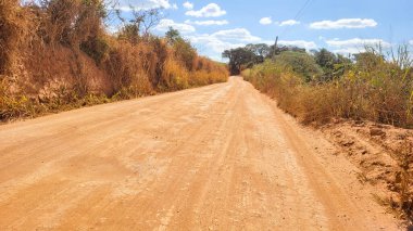 Brezilya 'da güneşli bir günde toprak yolda okaliptüs çiftliği.