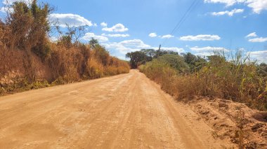 Brezilya 'da güneşli bir günde toprak yolda okaliptüs çiftliği.