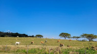 Brezilya 'nın iç kesimlerindeki bir çiftlikte sığır yetiştiriyorum.