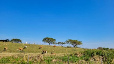 Brezilya 'nın iç kesimlerindeki bir çiftlikte sığır yetiştiriyorum.