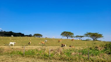 Brezilya 'nın iç kesimlerindeki bir çiftlikte sığır yetiştiriyorum.