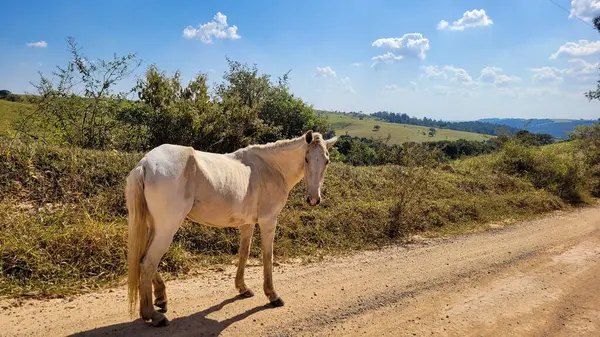 Stock image image of horse on farm alone free