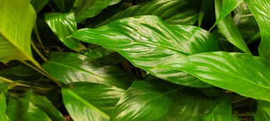 Nilüfer çiçekleri ile arka plan