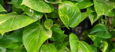 Brezilya yağmur ormanlarında, korulukta yeşil bitki yaprağı