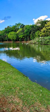 Doğal göl kazlar üzerinde kuşlarla, doğada civcivler ve balıkçıllarla
