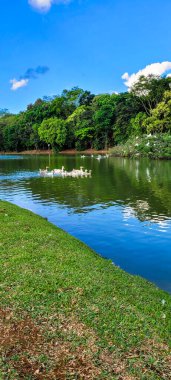 Doğal göl kazlar üzerinde kuşlarla, doğada civcivler ve balıkçıllarla