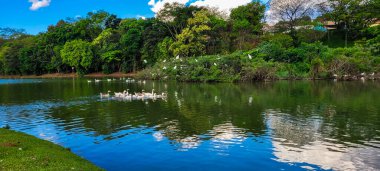 Doğal göl kazlar üzerinde kuşlarla, doğada civcivler ve balıkçıllarla