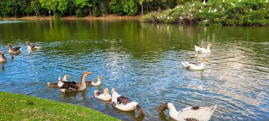 Doğal göl kazlar üzerinde kuşlarla, doğada civcivler ve balıkçıllarla