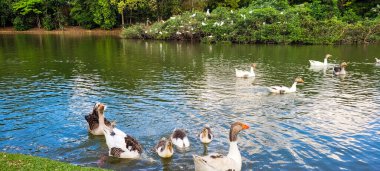 Doğal göl kazlar üzerinde kuşlarla, doğada civcivler ve balıkçıllarla