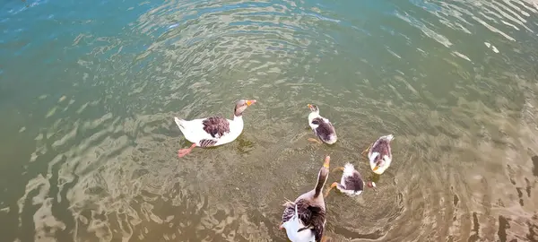 stock image natural lake with birds on geese, in nature with chicks and herons