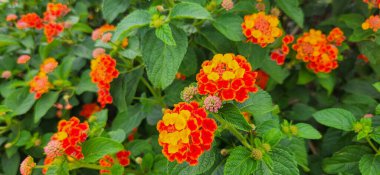 # Tropikal bahçedeki renkli çiçekler #