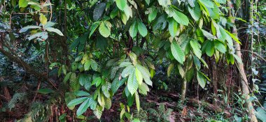 Brezilya kıyılarındaki ormanda yeşil tropikal yapraklar