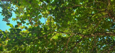 Brezilya kıyılarındaki ormanda yeşil tropikal yapraklar