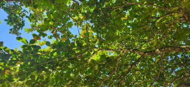 Brezilya kıyılarındaki ormanda yeşil tropikal yapraklar