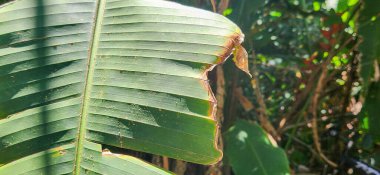 Brezilya kıyılarındaki ormanda yeşil tropikal yapraklar