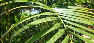 Brezilya kıyılarındaki ormanda yeşil tropikal yapraklar