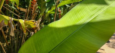Brezilya kıyılarındaki ormanda yeşil tropikal yapraklar