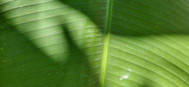 Brezilya kıyılarındaki ormanda yeşil tropikal yapraklar