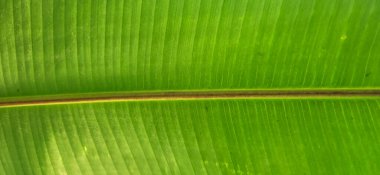 Brezilya kıyılarındaki ormanda yeşil tropikal yapraklar