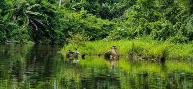 Sakin suları olan tropikal orman ve dağların ortasındaki nehir görüntüsü