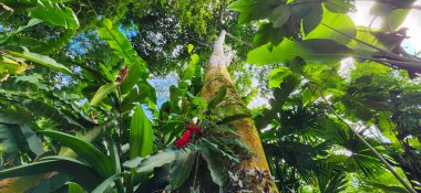 Brezilya kıyılarındaki ormanda yeşil tropikal yapraklar