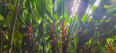 Brezilya kıyılarındaki ormanda yeşil tropikal yapraklar