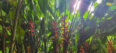 Brezilya kıyılarındaki ormanda yeşil tropikal yapraklar