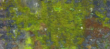 Yeşil mantarlı kuru odun ve nem.