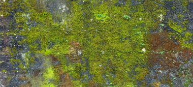 Yeşil mantarlı kuru odun ve nem.