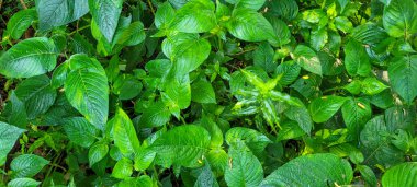 Dekoratif yeşil yeşillik tropikal canlandırıcı arka plan