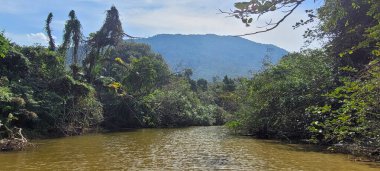 Itamambuca sahilindeki Ubatuba sahilindeki temiz su nehri.