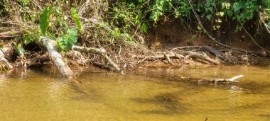 Itamambuca sahilindeki Ubatuba sahilindeki temiz su nehri.