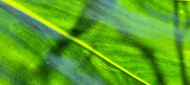 Soyut çizgileri olan tropik yeşil yapraklar.