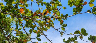 Sahilde ağaç yaprakları