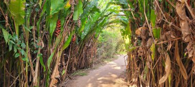 Muz yaprakları ve tropik yeşil bitkilerle dolu bir yol.