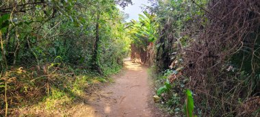 Muz yaprakları ve tropik yeşil bitkilerle dolu bir yol.