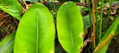 Soyut çizgileri olan tropik yeşil yapraklar.