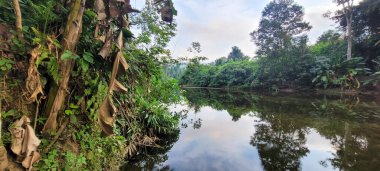 Itamambuca sahilindeki Ubatuba sahilindeki temiz su nehri.
