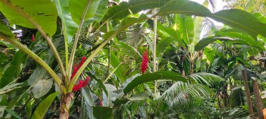 Kırmızı süslemeli bitki, tropikal doğanın ortasına ekilir.