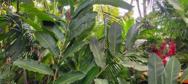 Soyut çizgileri olan tropik yeşil yapraklar.