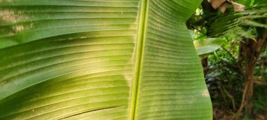 Soyut çizgileri olan tropik yeşil yapraklar.