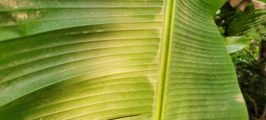 Soyut çizgileri olan tropik yeşil yapraklar.