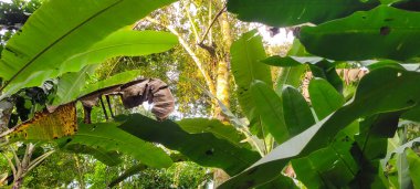 Ağaçların yapraklarını gözlemleyen doğanın alt-üst görüntüsü