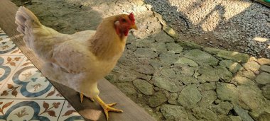 kahverengi tavuk renkli zeminde