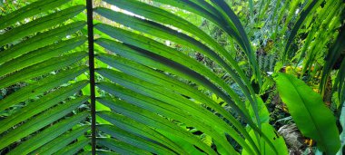 Brezilya kıyılarında yeşil palmiye yaprakları