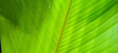 Soyut çizgileri olan tropik yeşil yapraklar.