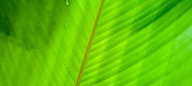 Soyut çizgileri olan tropik yeşil yapraklar.