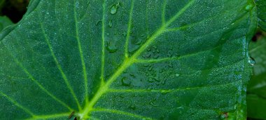 Soyut çizgileri olan tropik yeşil yapraklar.