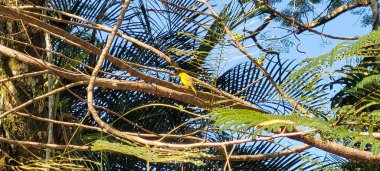 yellow bird on a tree branch in Brazil clipart