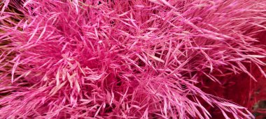 Kurumuş renkli çiçekler bukette birlikte.